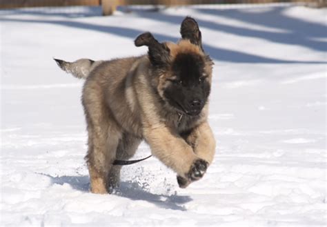 Leonberger Puppies For Sale - AKC PuppyFinder