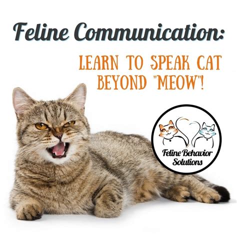 Hiding Behavior in Cats – Feline Behavior Solutions - Cat Behaviorist