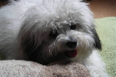 Biton, Coton de Tulear and the Bichon Frise Mix - SpockTheDog.com