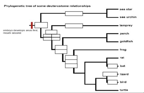 Solved Phylogenetic tree of some deuterostome relationships | Chegg.com