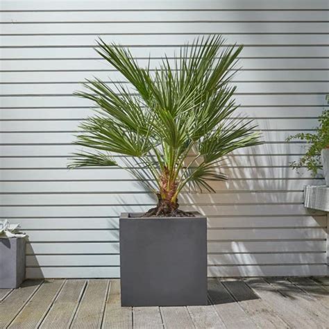 How to Transplant Container Palms into a New Patio Pot