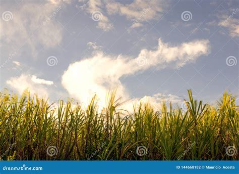 King Grass Blades at Sunset Stock Photo - Image of colombia, forest ...