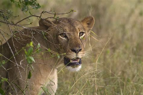 Wildlife in Mozambique - Natural World Safaris