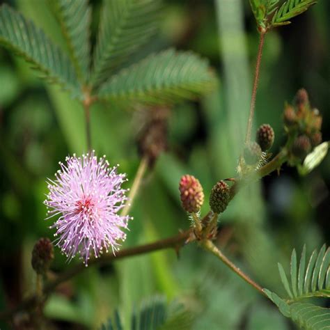 Mimosa Pudica - Sacred Plants Farmacy