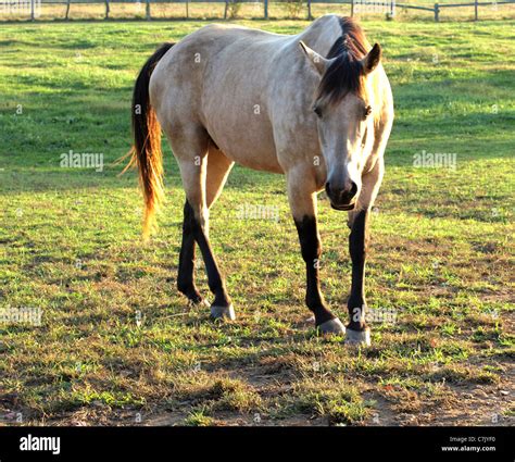 Aqha Buckskin Stallion