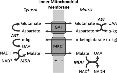 The malate-aspartate shuttle (MAS). The mitochondrial inner membrane is... | Download Scientific ...