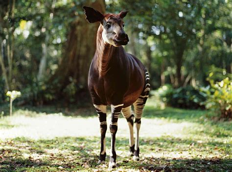 10 Extraordinary Facts About the Elusive Okapi