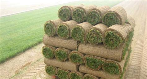 Sod Supplier – Butte City, CA - Zamora Sod Farm