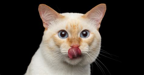 6 Curiosities about the cat's tongue - Sepicat