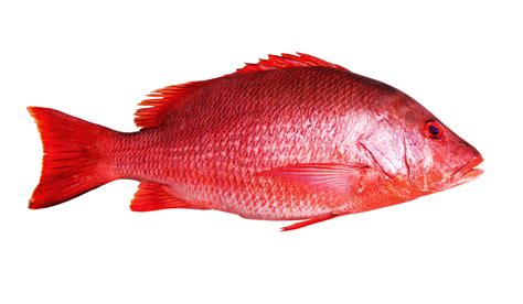 Wholesale Red Snapper - Wet Fish