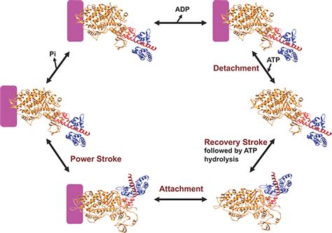 Frontiers | Modulating Beta-Cardiac Myosin Function at the Molecular ...