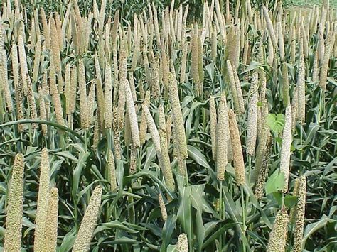 Indian Pearl Millet (Kambu), Rs 38 /kg eLastmile Services Private ...