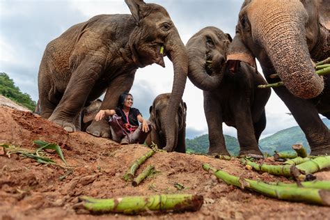 Gavin Gough · Elephant Conservation · Editorial, Humanitarian & Travel ...