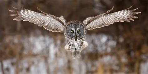 Eagle Owl Facts | Eagle Owl Diet, Habitat, and Behavior - Animals Time