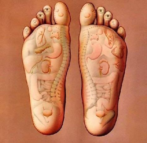 Chinese Foot Reflexology | Reflexology, Foot massage, Acupressure