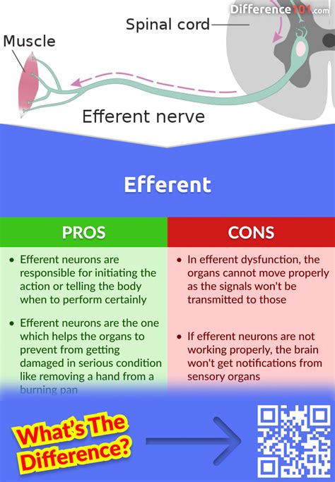 Afferent vs. Efferent: 6 Key Differences, Pros & Cons, Similarities | Difference 101