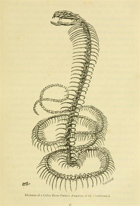 Cobra Skeleton, Prepared to Strike I probably... - Biomedical Ephemera ...