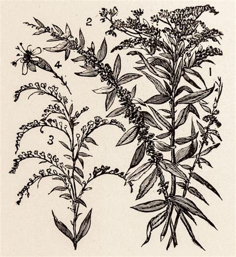 a drawing of some flowers and leaves on a white background