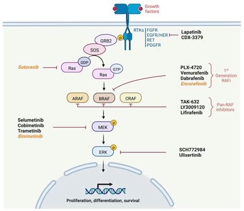 Cancers | Free Full-Text | MAPK Pathway Inhibitors in Thyroid Cancer ...