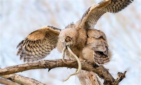 Owl Eating Snake