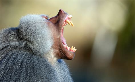 Long-running baboon war at Toronto Zoo comes to an end - Macleans.ca