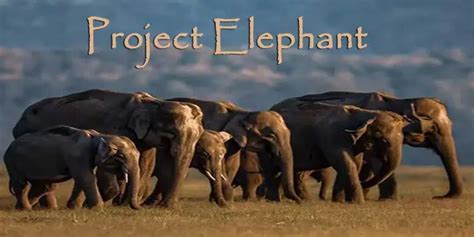 Thirty Years of Project Elephant