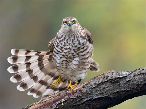 Sparrowhawk Hunting (Behaviour, Prey, Techniques + FAQs) | Birdfact