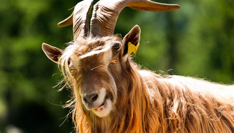 25 Long-Haired Goat Breeds - The Happy Chicken Coop