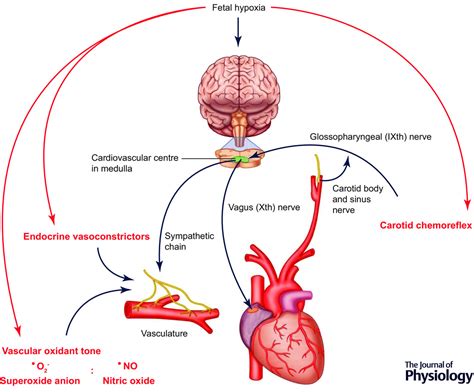 The fetal brain sparing response to hypoxia: physiological mechanisms ...