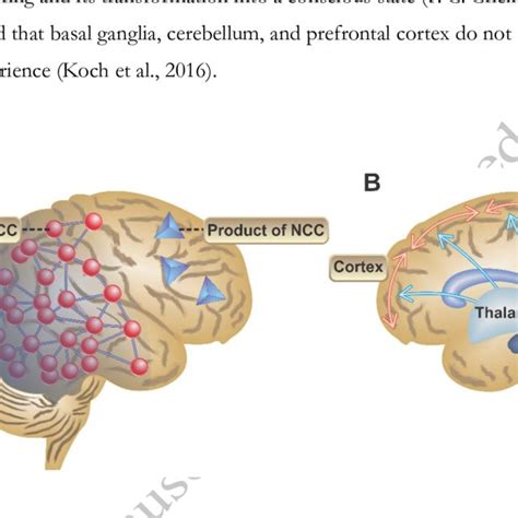 (A) the content-specific Neural Correlates of Consciousness (NCC) as a... | Download Scientific ...