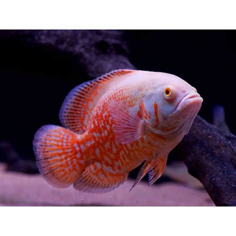 Jual Ikan Oscar Albino, Tiger black, Paris tembaga, Paris albino ...