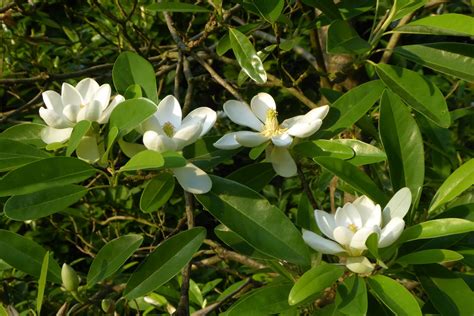 Magnolia virginiana - Trees and Shrubs Online