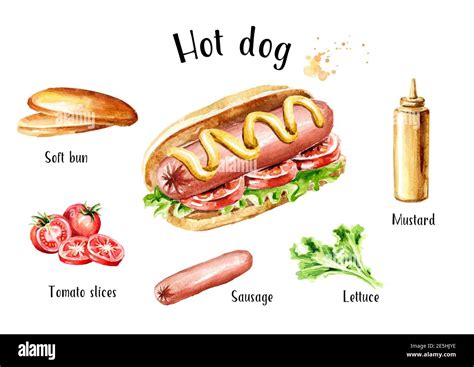 Hot dog ingredients set. Watercolor hand drawn illustration, isolated ...