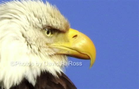 Eagle Eye … | Land Between the Lakes area ~ LBLUS.com