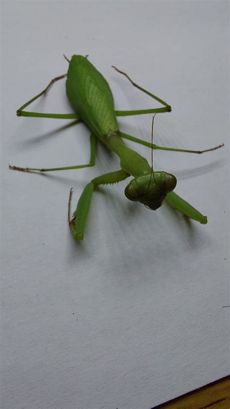 South African Mantis from Fairhaven Small Holdings, Bloemfontein, South ...