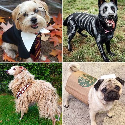 15 of the Best DIY Halloween Dog Costumes Out There | Disfraces, Disfraz