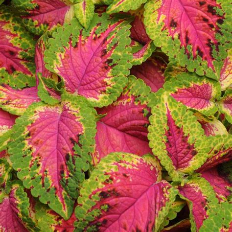 Coleus Versa Watermelon - Pelleted Coleus Seeds