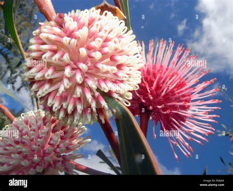 Einheimische blühende bäume australiens -Fotos und -Bildmaterial in hoher Auflösung – Alamy