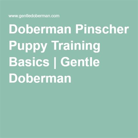 Doberman Pinscher Puppy Training Basics | Doberman pinscher puppy, Puppy training, Doberman puppy