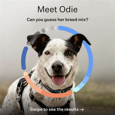 What Breed Dog Is Odie