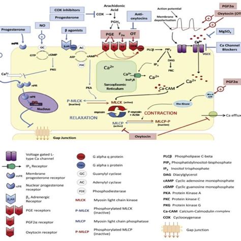 (PDF) Therapeutic Use of Tocolytic Drugs in Management of Dystocia in Different Species of ...