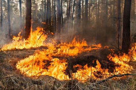 Takeaways from California’s Wildfire Season - Randy Jones Insurance ...