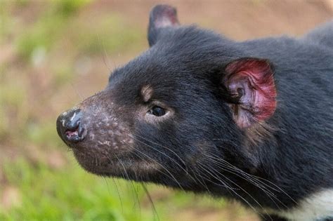 Tasmanian devils born on Australian mainland in rewilding push