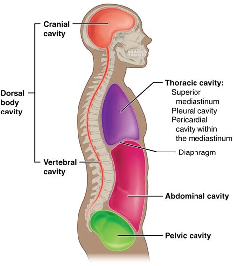 Thoracic Cavity Definition Anatomy - Anatomical Charts & Posters