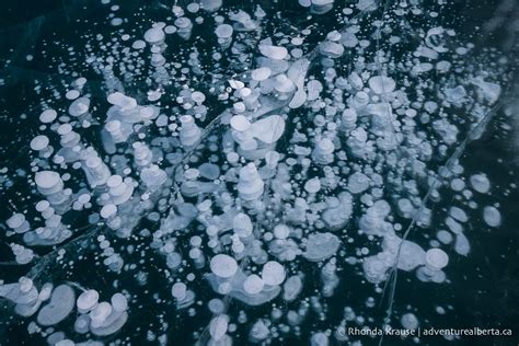 Abraham Lake Bubbles- How to See the Frozen Bubbles in Abraham Lake