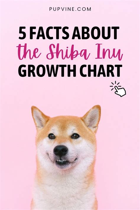 Shiba Inu Growth Chart: How Big Will My Shiba Inu Get? | Shiba inu ...