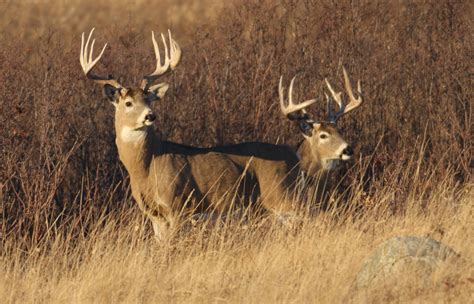 7 early-season secrets for hunting big bucks • Outdoor Canada