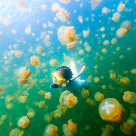 Swim With Thousands Of Golden Jellyfish In Palau, Micronesia | Micronesia, Oceania travel, Palau