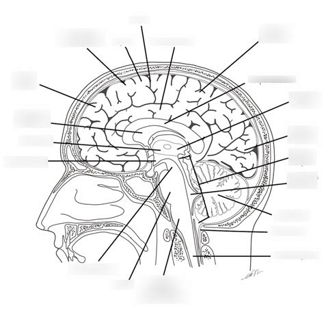 brain (encephalon) diagram Diagram | Quizlet