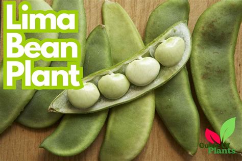 How to Grow Lima Bean Plant In Your Home Vegetable Garden